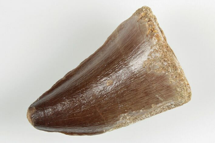 Fossil Mosasaur (Prognathodon) Tooth - Morocco #201053